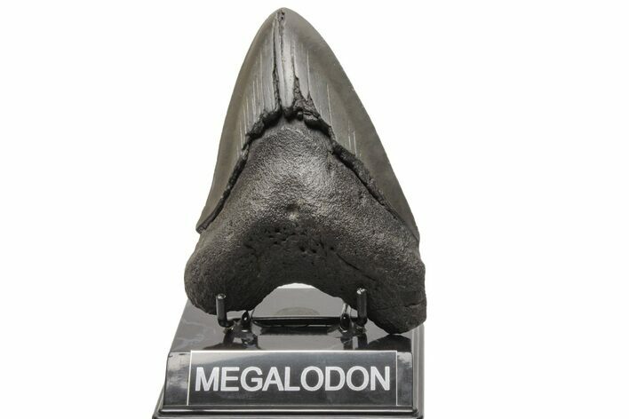 Fossil Megalodon Tooth - South Carolina #214742